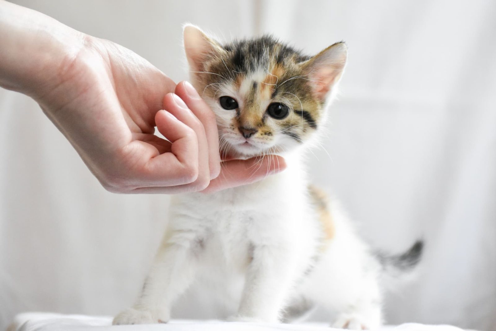 Bébé chat en train d'être caressé